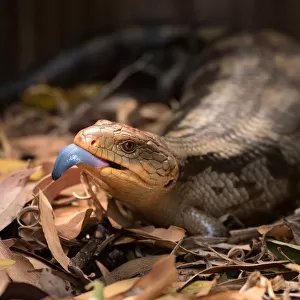 Blue-tongued lizard