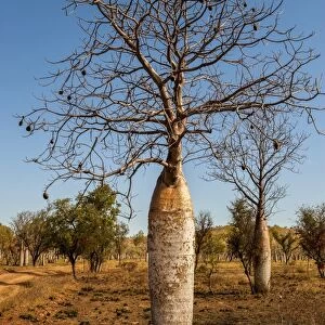 Trees Photographic Print Collection: The Boab (Adansonia gregorii) Tree