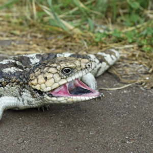 Bobtail Lizard, Stump-tailed Skink or Shingleback Skink (Tiliqua rugosa), Western Australia, Australia