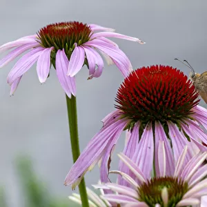 Bright Eyed Brown Butterfly on an echinacea Flower