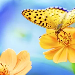 A butterfly on a yellow cosmos flower