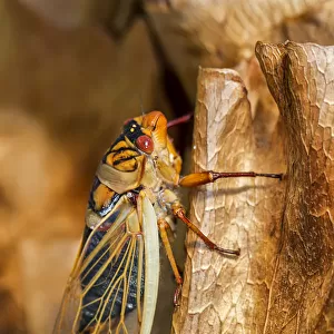 Close up of a cicada on a dried leaf