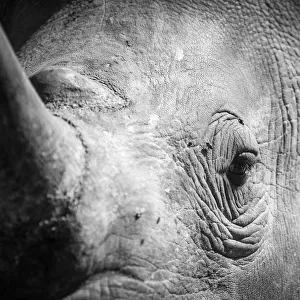 Close up portrait of a rhino