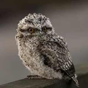 Closeup of a Juvenile Tawny Frogmouth owl