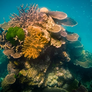 Coral stack at Great Barrier Reef, queensland