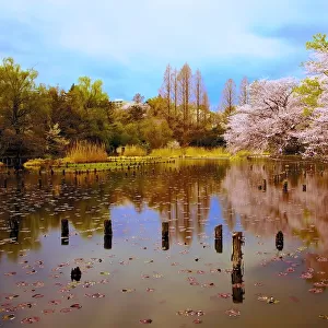 Cozy cherry blossom viewing spot