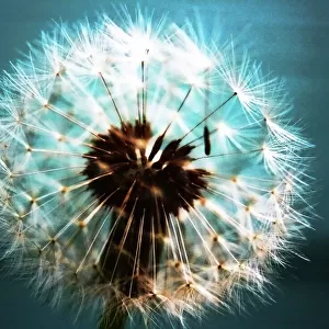 Dandelion abstract