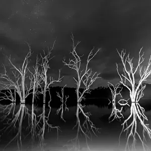 dead trees in the dam at night lit up