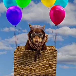 Dog dressed as a pilot in a basket