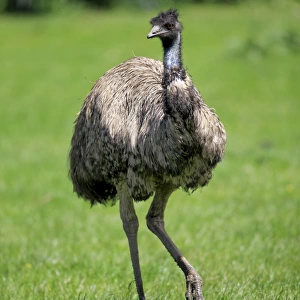 Birds Photographic Print Collection: Emu