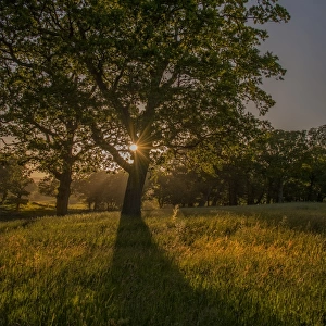 Evening Sunstar Creech Woodland