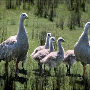 Family of Cape Barren Geese