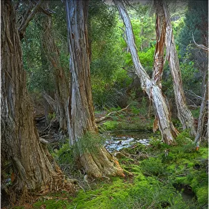 Fotheringate rainforest and creek in the foothills of the Strzelecki Ranges, Flinders Island, Bass Strait, Tasmania
