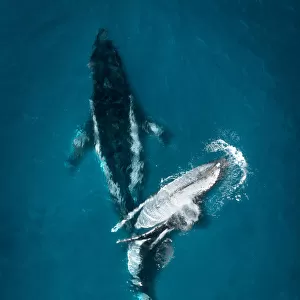 Marine Animals Framed Print Collection: Whales