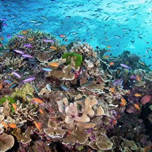 Cairns Jigsaw Puzzle Collection: Great Barrier Reef