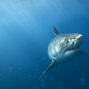 Great white shark in South Australia