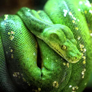 Reptiles Jigsaw Puzzle Collection: Snakes