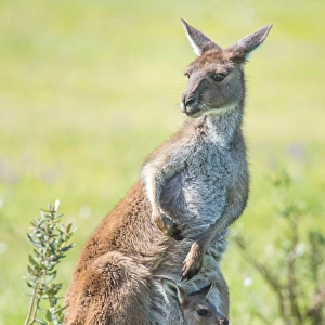 Australian Animals Framed Print Collection: Kangaroo