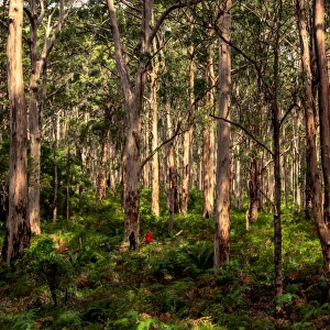 Karri Forest