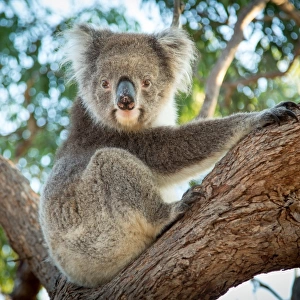 Australian Animals Jigsaw Puzzle Collection: Koala