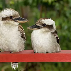 Kookaburra Couple