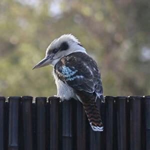 Australian Animals Collection: Birds