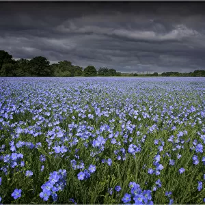 Linseed ready to crop, growing in a field, Dorset England
