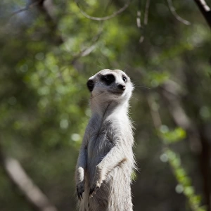 Australian Animals Framed Print Collection: Meerkats