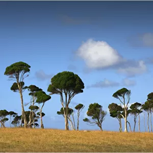 Melaleuca trees, so typical of the native foliage on King Island, Bass Strait, Tasmania, Australia