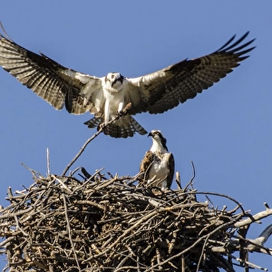 Osprey stick nest mating
