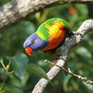 Rainbow lorikeet perching on tree branch