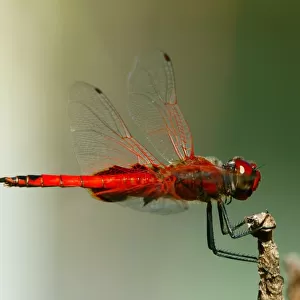 Red Baron Drafonfly