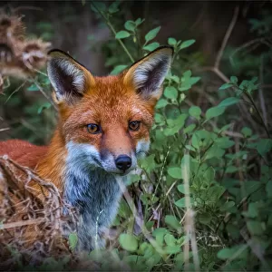 Red Fox hunting at Braeside Park, Victoria, Australia
