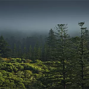 Rising mist in the rainforest of the National park on Norfolk Island