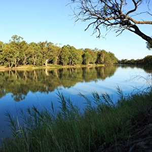River gum trees on the Murray River. Australia