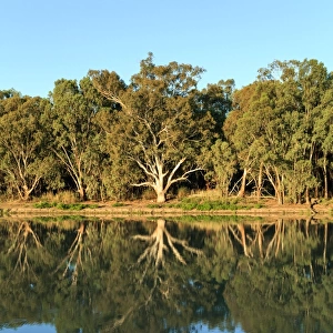 River gums on the Murray River. Australia