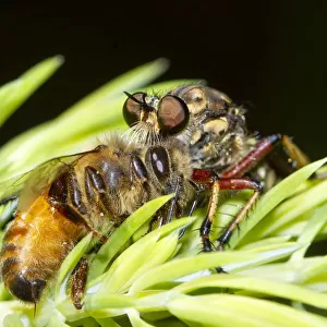 Robber Fly eating a bee
