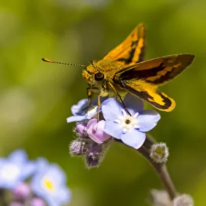 Skipper Butterfly perched on a Forget-me-not flower