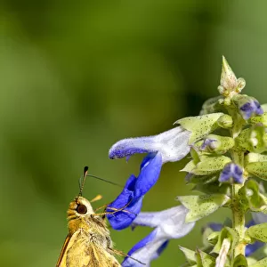 Skipper butterfly on a Salvia flower