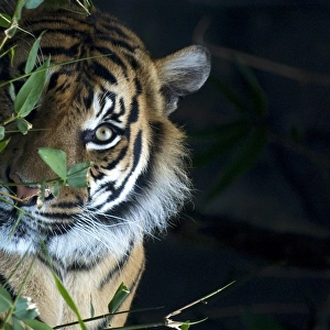 Sneaking Tiger