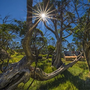 A summer view of Wallaces Hut in the Alpine region of north east Victoria, Australia