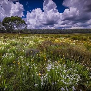 Summer wildflowers blooming in Snowy Mountains meadow at Three mile creek, Kosciuszko national park, Alpine High Country, Southern NSW, Australia