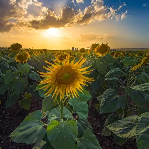 Sunflower with sunset ray