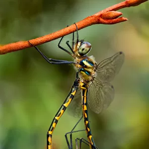 Sydney Hawk Dragonflies mating