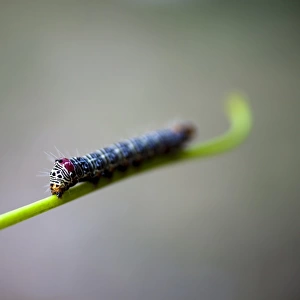 A vibrantly patterned caterpillar on a green stem, extreme close up