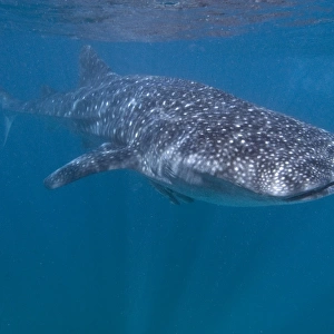 Whale shark in western Australia, Ningaloo