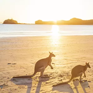 Two Wild Australian Kangaroo ( rock wallaby) on the beach at sunrise