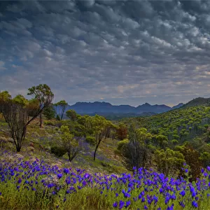 Wildflowers in the spring at Bunaroo valley in the southern region of Flinders Ranges National Park, South Australia