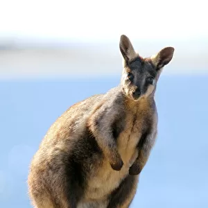Yellow tail rock wallaby