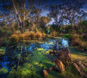 Winter light at the Hidden Grove freshwater ponds, Keysborough, Victoria, Australia